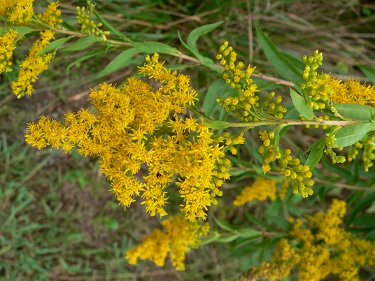 {Solidago altissima}